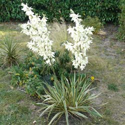 Yucca filamentosa 'Bright Edge'